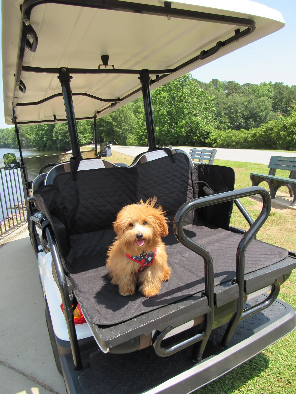 Pet Cover For Golf Cart Rear Seat 1